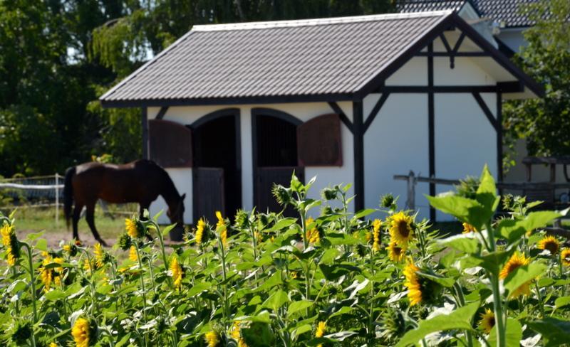 Murzynowo Kościelne Zielone Zacisze B&B 외부 사진