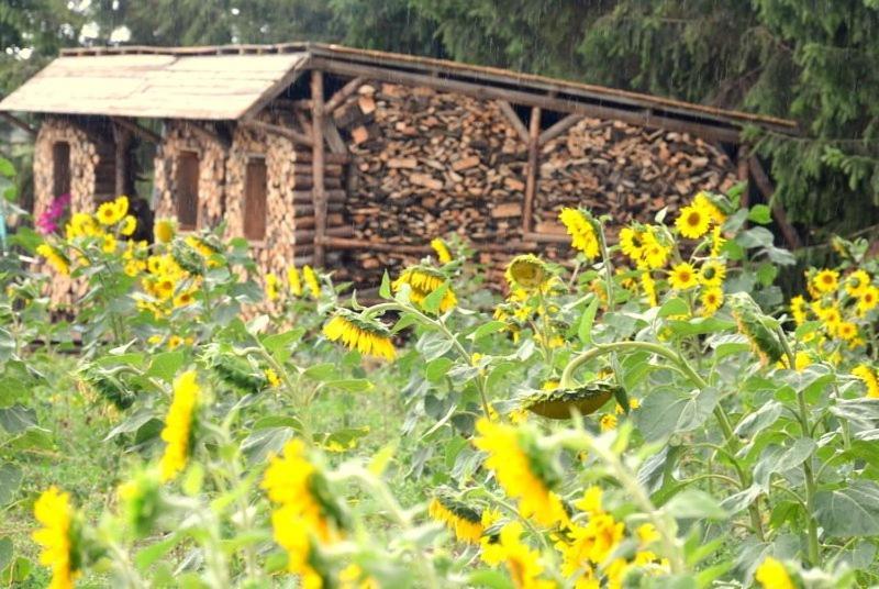 Murzynowo Kościelne Zielone Zacisze B&B 외부 사진